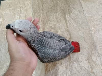 African Gray Parrot Near to Self