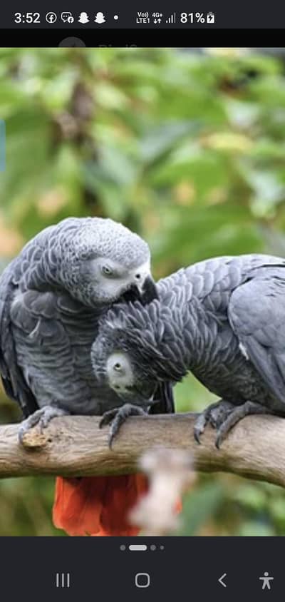 african gray parrot & 0Yellow Bip Lori