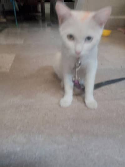 Beautiful Cat blue and gold eye