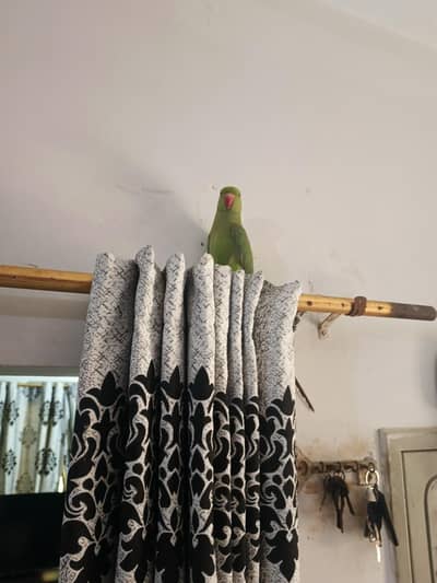 male parrot