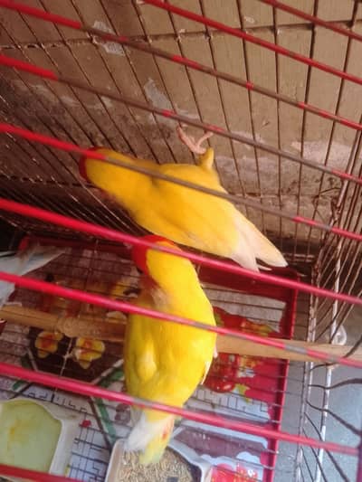 Red eyes lutino birds adult pair