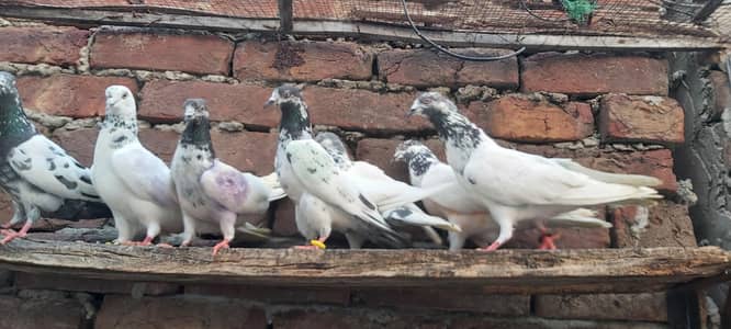 Vip parvazi kabotar for sale.