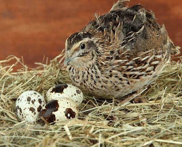 quail 0