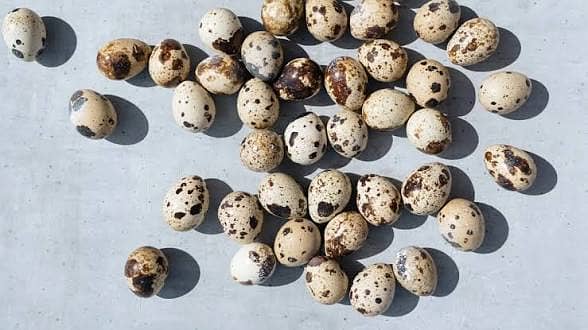 quail 1