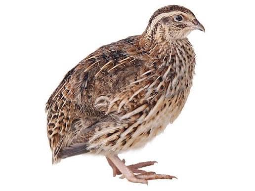 quail 2