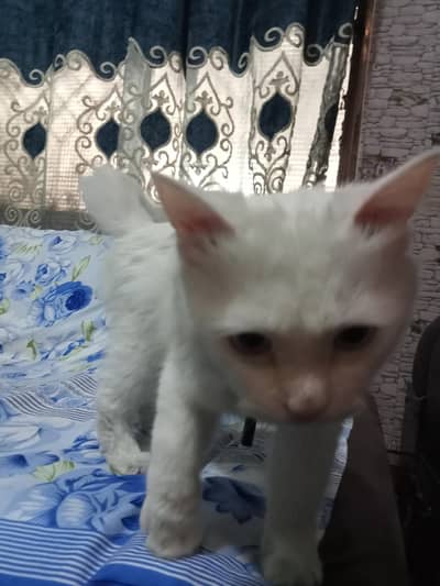 Persian White