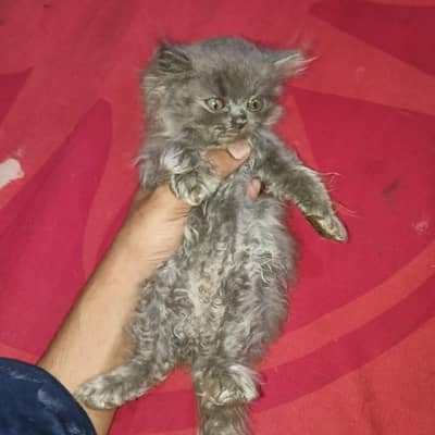 pure Punch face Baby for sale