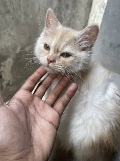 Persian skin brown color double coated cat fully trained