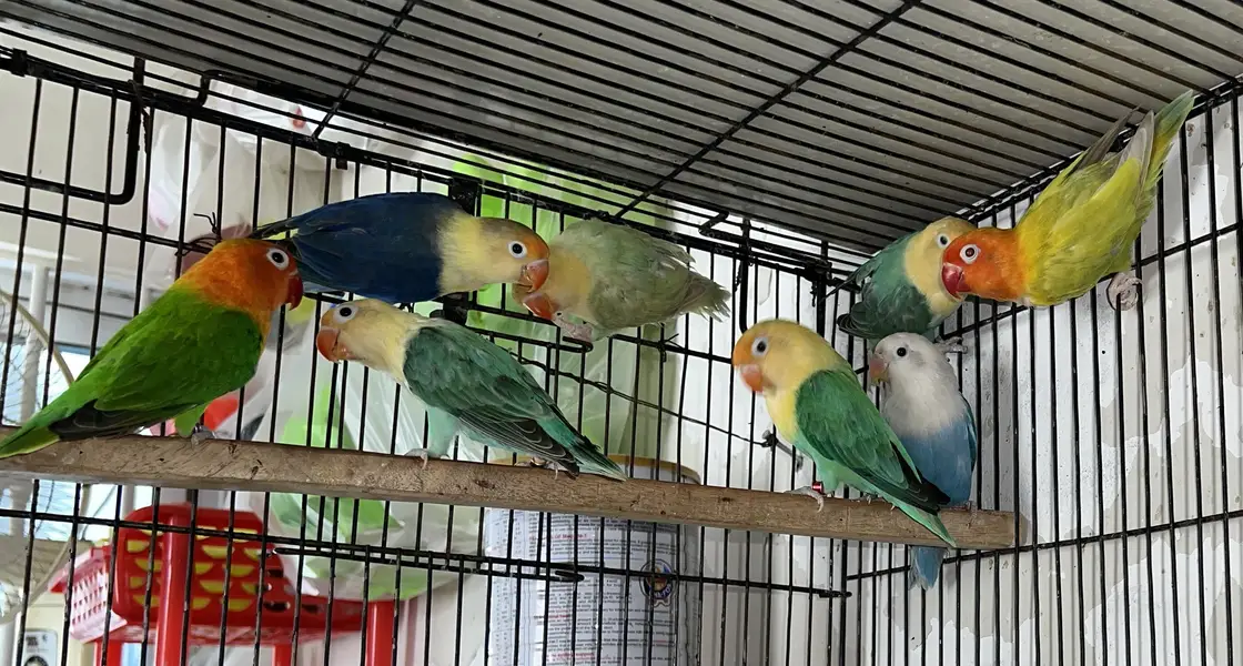 LOVEBIRDS - Parblue Opline PF, Cremino ,Decino ,Albino RE, — photo 2