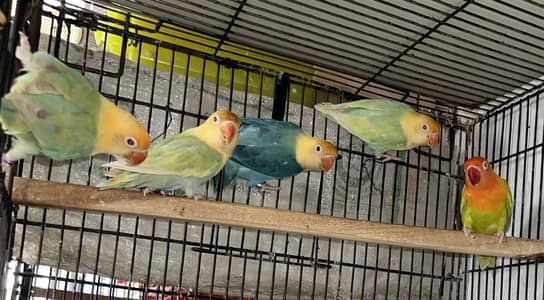 LOVEBIRDS - Parblue Opline PF, Cremino ,Decino ,Albino RE,