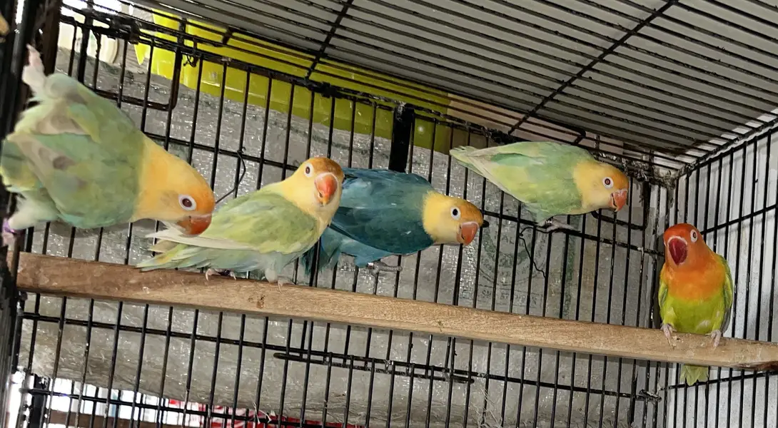 LOVEBIRDS - Parblue Opline PF, Cremino ,Decino ,Albino RE,