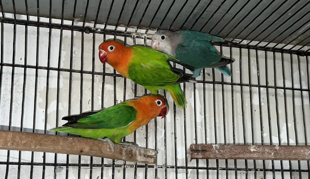 LOVEBIRDS - Parblue Opline PF, Cremino ,Decino ,Albino RE, — photo 4