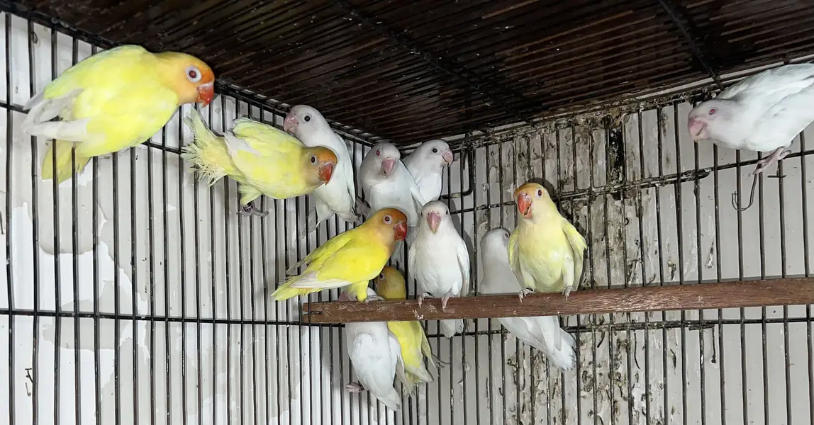 LOVEBIRDS - Parblue Opline PF, Cremino ,Decino ,Albino RE, — photo 5