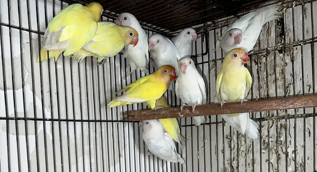 LOVEBIRDS - Parblue Opline PF, Cremino ,Decino ,Albino RE, — photo 6