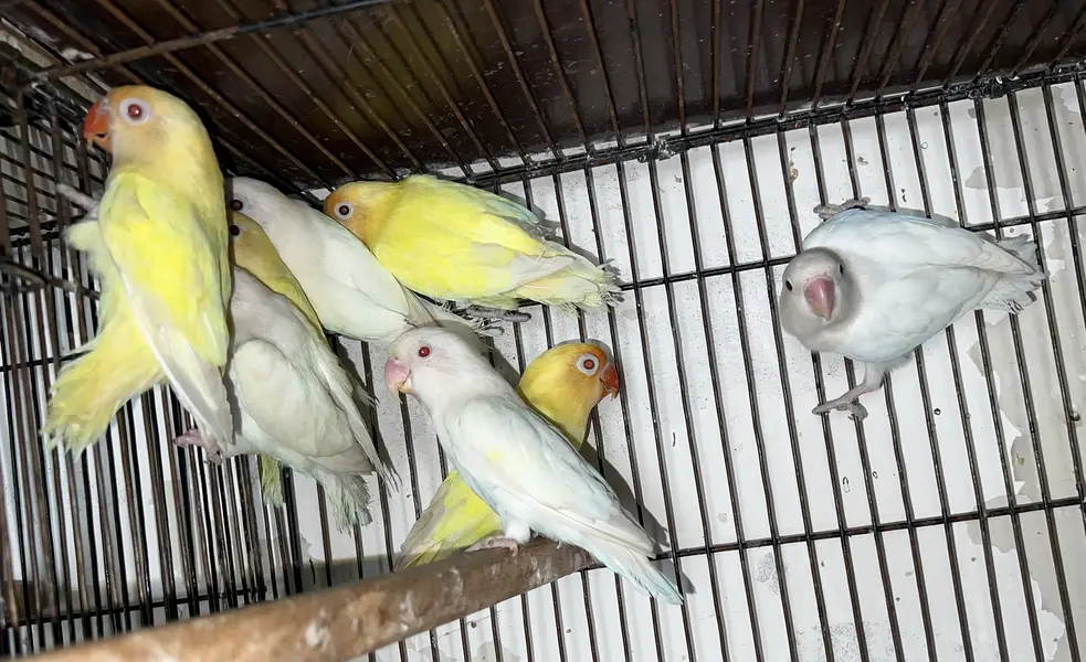LOVEBIRDS - Parblue Opline PF, Cremino ,Decino ,Albino RE, — photo 7
