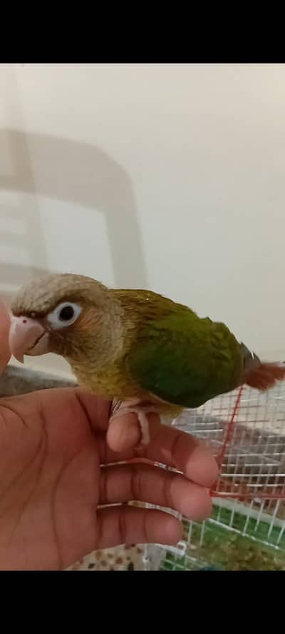 Fly tame Pineapple conure