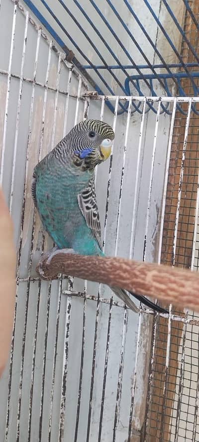 BLACK COMBO SPLIT FEMALE