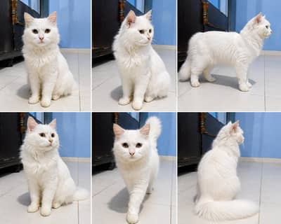 cat for sale cute and white cat train litter box I'm goto Dubai