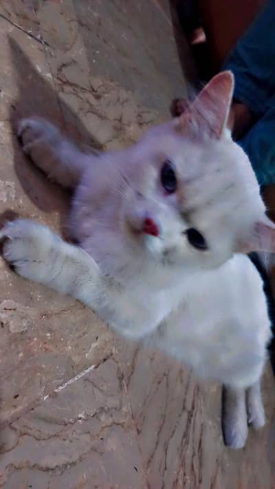 cat on sale