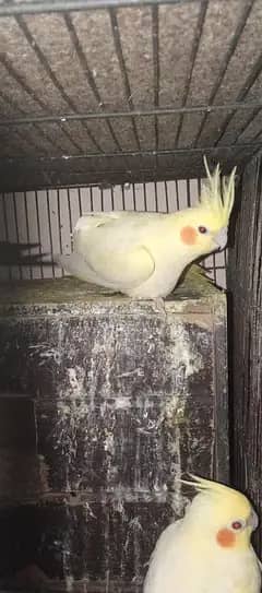 cocktail pathy