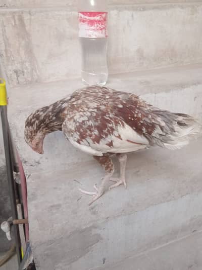 mianwali aseel hen fo sale