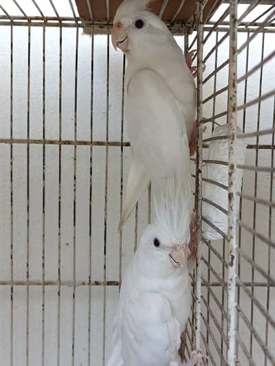 Eno Red Eye Pair and Albino Red Eye 2 Pcs with Cage