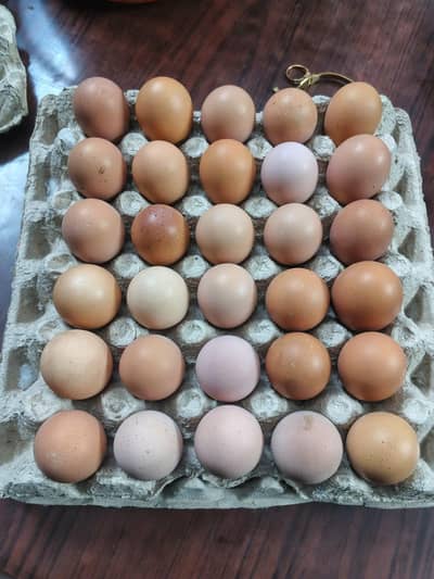 Organic eggs