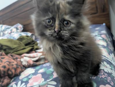 Beautiful kitten for sale