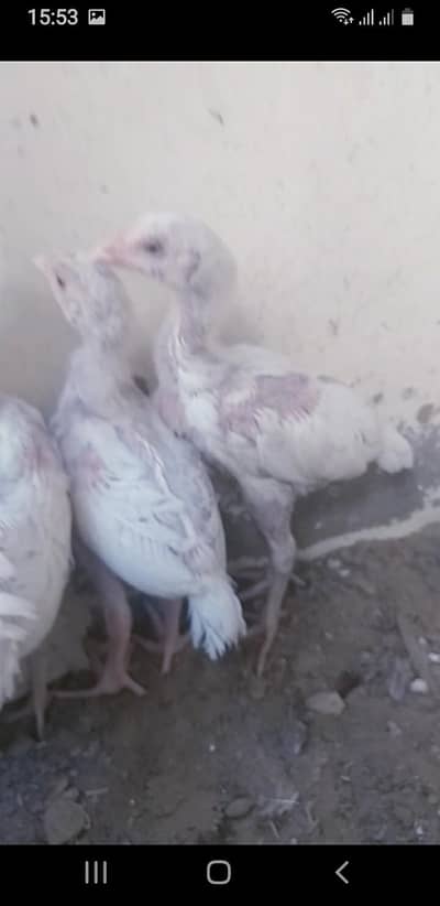 aseel heera chicks
