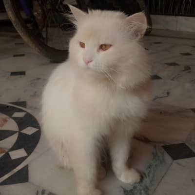 white cat