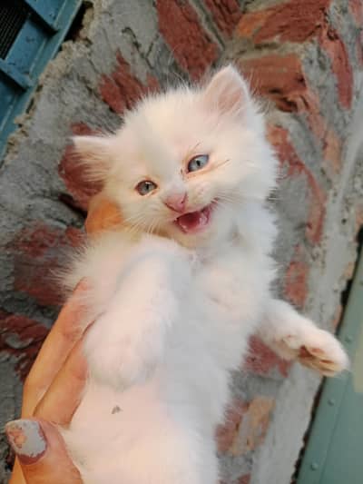 white Persian kittens