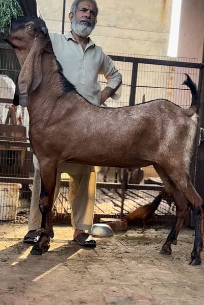 Naagra breeder quality 2 dant bakra