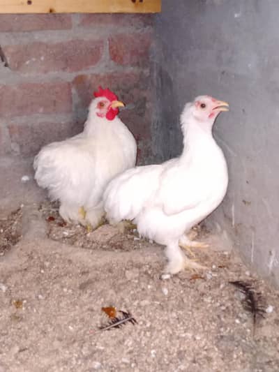 Bantam Pair Available Healthy and Active White Bantam molted bantam bl