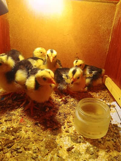 Bantam Pair Available Healthy and Active White Bantam molted bantam bl