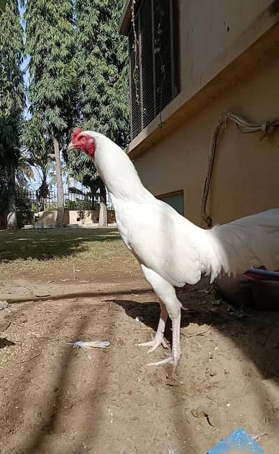 pure aseel heera chicks