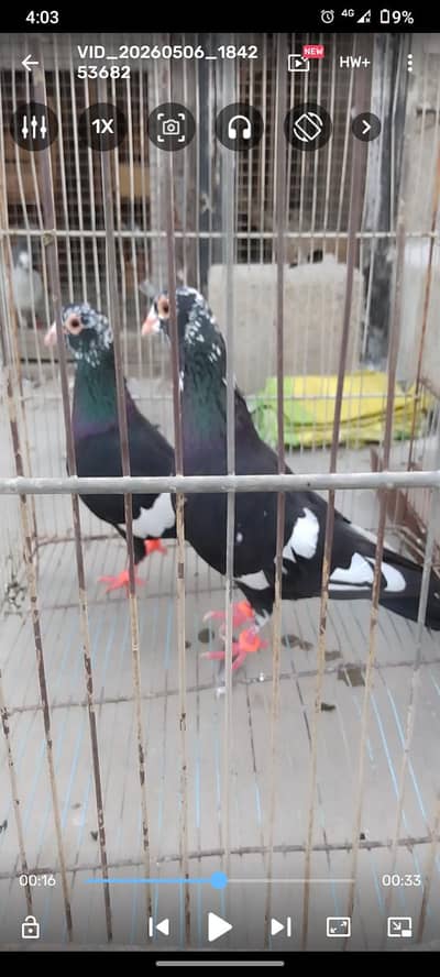 Gola pigeon kaboter