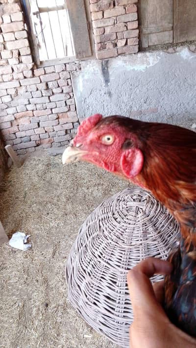 All for sale Quality birds