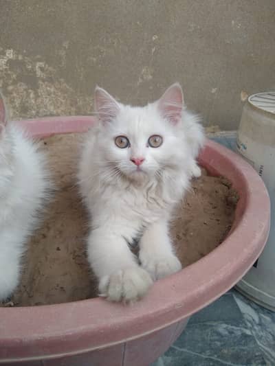 Persian Kitten | Pure white male persian cat | Pure persian cat
