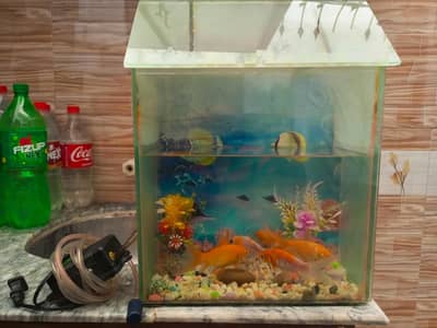 Fish aquarium