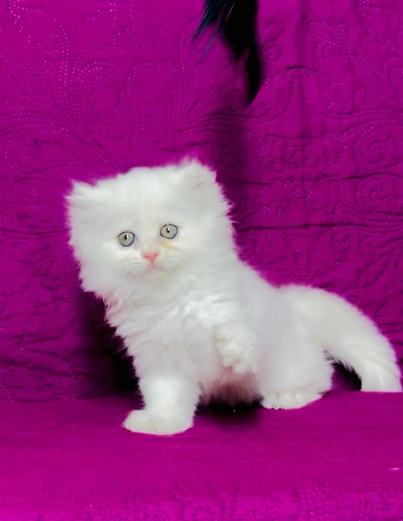 kittens 0