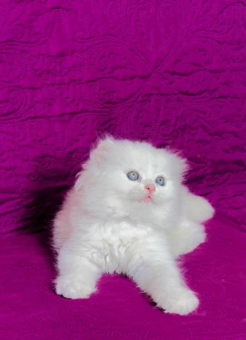 kittens 1
