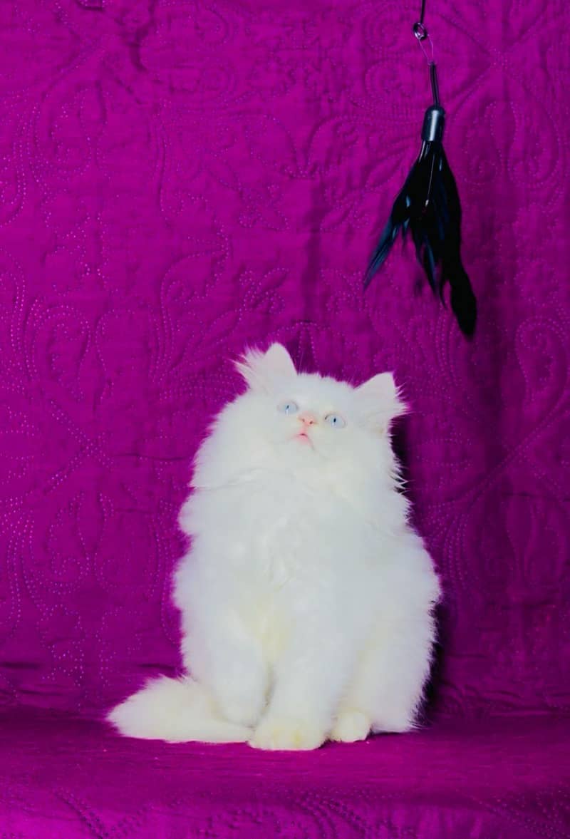 kittens 2