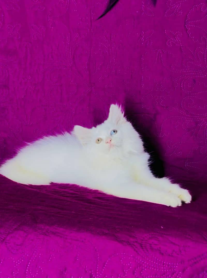 kittens 3