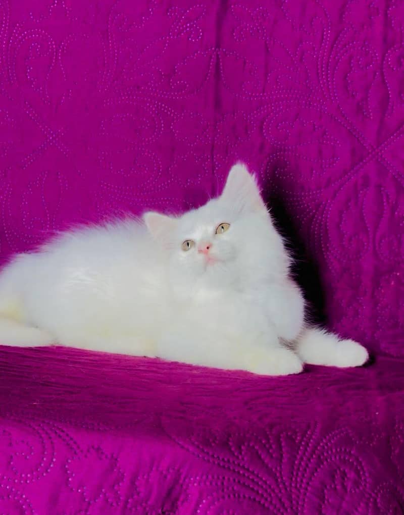 kittens 4