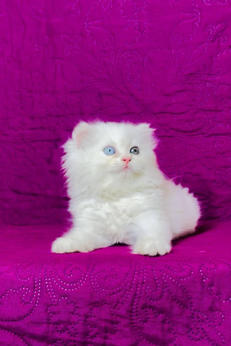 kittens 5