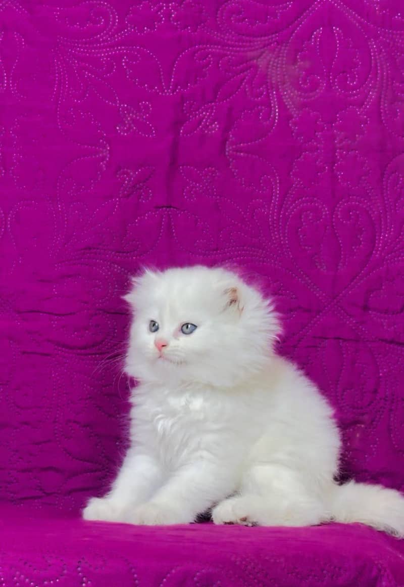 kittens 6