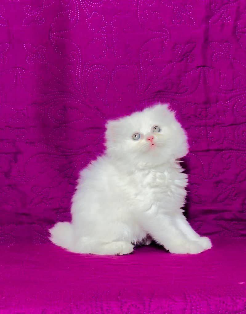 kittens 7