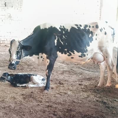 Cholistani Friesian cross cow 23+ Record taza sua