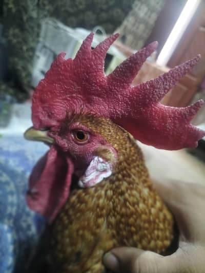 dasi pair for sale