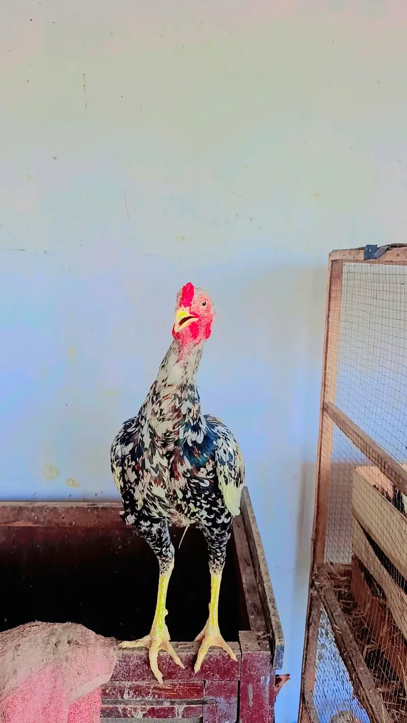 home breed — photo 2